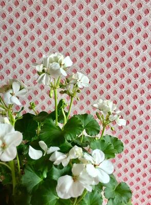 DuFour Stafford Leaf wallcovering in Red on Tan